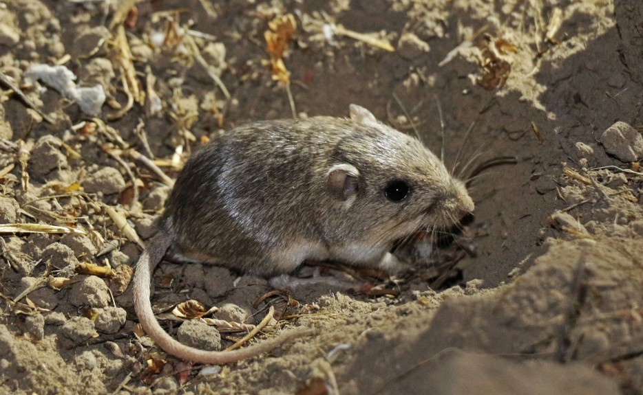 The Pacific pocket mouse is pictured in Orange County, one of three California counties the CESA-candidate species is known to inhabit. Photo by Joanna Gilkeson/USFWS